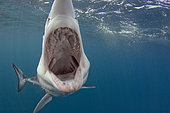 Shortfin Mako Shark, Isurus oxyrinchus, San Diego, California, USA, Eastern Pacific.