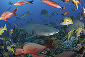 Requin limon faucille (Negaprion acutidens) et poissons au dessus du corail, White Valley, Tahiti, Polynésie Française