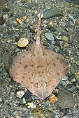 Smooth Skate, Malacoraja senta. Liberated from by-catch. Georges Bank, Rhode Island, North Atlantic Ocean.