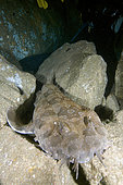 Spotted Wobbegong, Orectolobus maculatus, South West Rocks, New South Wales, Australia.