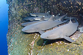 Whitetip Reef Shark, Triaenodon obesus, Roca Partida, Socorro, Revillagigedo Islands, Mexico, Eastern Pacific.