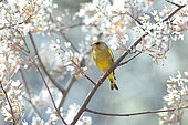 European greenfinch (Chloris chloris) male in a flowering Saskatoon tree in a garden, Alsace, France