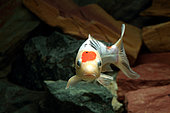 Koi (Cyprinus carpio carpio) in aquariuml