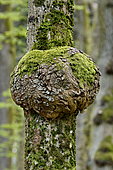 Burl on a trunk of Common Beech (Fagus sylvatica), France