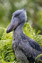 Bec-en-sabot du Nil (Balaeniceps rex), en chasse au dipneuste (protoptères = poissons osseux pulmonés qui s'enterrent dans la boue quand l'eau vient à manquer, Marais de Mabamba, Ouganda