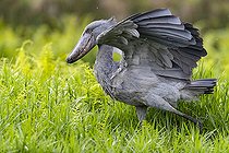 Bec-en-sabot du Nil (Balaeniceps rex), en chasse au dipneuste (protoptères = poissons osseux pulmonés qui s'enterrent dans la boue quand l'eau vient à manquer, Marais de Mabamba, Ouganda