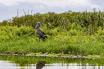 Bec-en-sabot du Nil (Balaeniceps rex), en chasse au dipneuste (protoptères = poissons osseux pulmonés qui s'enterrent dans la boue quand l'eau vient à manquer, Marais de Mabamba, Ouganda