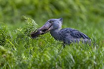 Bec-en-sabot du Nil (Balaeniceps rex), capturant un dipneuste (protoptères = poissons osseux pulmonés qui s'enterrent dans la boue quand l'eau vient à manquer, Marais de Mabamba, Ouganda