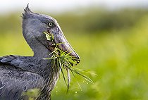 Bec-en-sabot du Nil (Balaeniceps rex), capturant un dipneuste (protoptères = poissons osseux pulmonés qui s'enterrent dans la boue quand l'eau vient à manquer, Marais de Mabamba, Ouganda