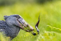 Bec-en-sabot du Nil (Balaeniceps rex), capturant un dipneuste (protoptères = poissons osseux pulmonés qui s'enterrent dans la boue quand l'eau vient à manquer, Marais de Mabamba, Ouganda