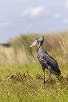 Bec-en-sabot du Nil (Balaeniceps rex), en chasse au dipneuste (protoptères = poissons osseux pulmonés qui s'enterrent dans la boue quand l'eau vient à manquer, Marais de Mabamba, Ouganda