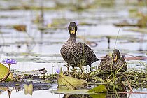 Canard à bec jaune (Anas undulata), Marais de Mabamba, Ouganda