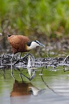 Jacana noir (Jacana jacana), Marais de Mabamba, Ouganda