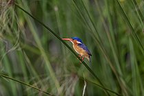 Martin-pêcheur huppé (Corythornis cristatus), perché dans les papyrus, Marais de Mabamba, Ouganda