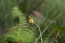 Guêpier à collier bleu (Merops variegatus), perché dans les papyrus, Marais de Mabamba, Ouganda