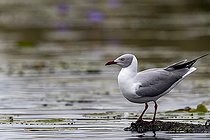 Mouette à tête grise (Chroicocephalus cirrocephalus), Marais de Mabamba, Ouganda