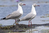 Mouette à tête grise (Chroicocephalus cirrocephalus), Marais de Mabamba, Ouganda