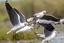 Mouette à tête grise (Chroicocephalus cirrocephalus), Marais de Mabamba, Ouganda
