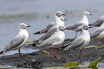 Mouette à tête grise (Chroicocephalus cirrocephalus), Marais de Mabamba, Ouganda