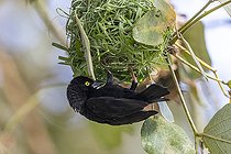 Tisserin noir (Ploceus nigerrimus), construit un nid, chante pour attirer une femelle, Marais de Mabamba, Ouganda