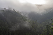 the primary forest, Mgahinga, Uganda