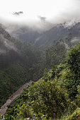 the primary forest, Mgahinga, Uganda