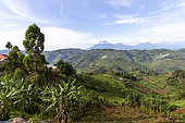 Part of the Virunga mountains seen from Uganda with from left to right Muhavura, Gahinga, Karisimbi mountain, Sabyinyo and Mikeno mountain, in the foreground of terraced crops who replaced the primary forest, Uganda, Hills of Central Africa, Virunga Volcanoes in the background, Uganda