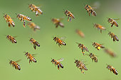 Honey bees (Apis mellifera) back to the hive, Vosges du Nord Regional Nature Park, France