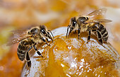 Honney bees (Apis mellifera) on a mirabelle plum, Vosges du Nord Regional Nature Park, France