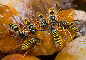 Common wasp (Vespula vulgaris) feeding on mirabelle plums, Vosges du Nord Regional Nature Park, France