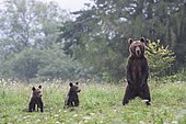 European brown bear or Eurasian brown bear (Ursus arctos arctos), adult female standing on hind legs with cubs in a clearing, Bieszczady, Poland, Europe