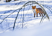 Red fox (Vulpes vulpes) in the snow, Jura, France