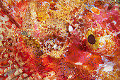 Spotted Cleaner Shrimp (Urocaridella antonbruunii) keeping an eye of tasseled scorpion fish (Scorpaenopsis oxycephala), Twilight Zone at a depth of 92 metres, Mayotte