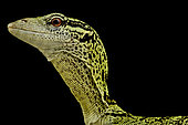 Yellow tree monitor (Varanus reisingeri)