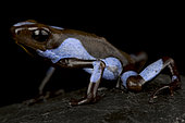Harlequin poison-dart frog (Oophaga histrionica)