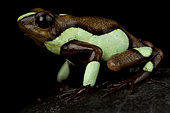 Harlequin poison-dart frog (Oophaga histrionica)