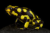 Harlequin poison-dart frog (Oophaga histrionica)