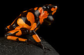 Harlequin poison-dart frog (Oophaga histrionica)