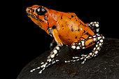 Harlequin poison-dart frog (Oophaga histrionica)