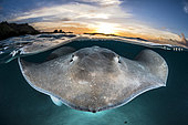 Pink whipray (Pateobatis fai) on the surface at sunset in a lagoon, French Polynesia