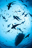 Grey reef shark (Carcharhinus amblyrhynchos) in school and scuba diver, Tahiti French Polynesia