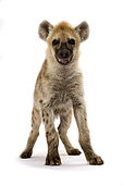 Spotted hyena (Crocuta crocuta)