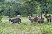 Waterbuck (Kobus ellipsiprymnus) graze the lush grasslands ,Lake Mburo National Park, Uganda, Africa