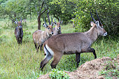 Waterbuck (Kobus ellipsiprymnus) graze the lush grasslands ,Lake Mburo National Park, Uganda, Africa