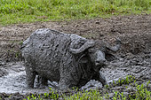 African buffalo (Syncerus caffer) takes a mud bath to escape insects, Lake Mburo National Park, Uganda