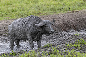 African buffalo (Syncerus caffer) takes a mud bath to escape insects, Lake Mburo National Park, Uganda