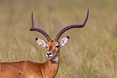 Impala (Aepyceros melampus) graze the lush grasslands, adult male, Lake Mburo National Park, Uganda, Africa
