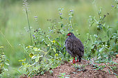 Africa,Red-necked spurfowl or red-necked francolin (Pternistis afer), perched on a clod, Lake Mburo National Park, Uganda