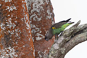 Meyer's parrot (Poicephalus meyeri), also known as the brown parrot , perched on a branch, Lake Mburo National Park, Uganda