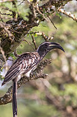 African grey Hornbill Lophoceros nasutus), perched in a tree ,Lake Mburo National Park, Uganda, Africa